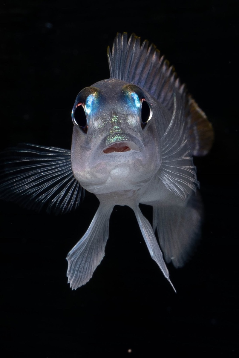 Lamprologus laparogramma 'Namansi'